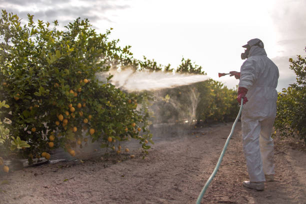 Wasp Removal Services in Independence, LA