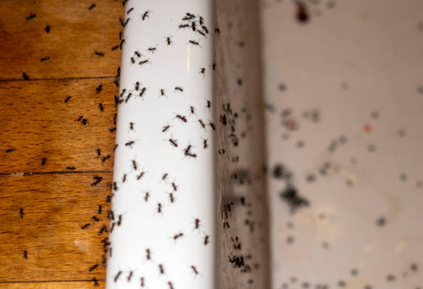 Best Best Pest Control Companies  in Independence, LA