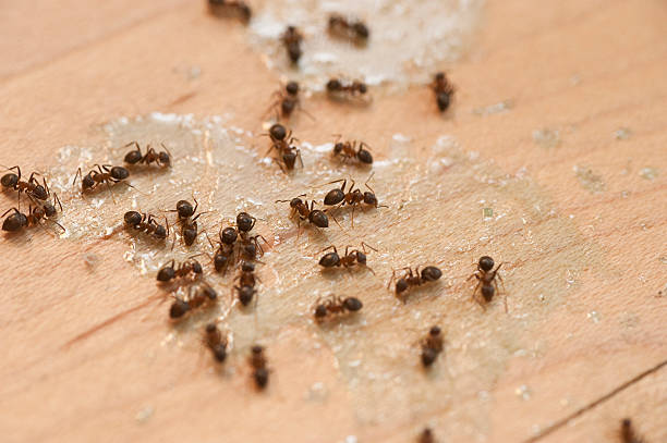 Best Pest Control for Businesses  in Independence, LA