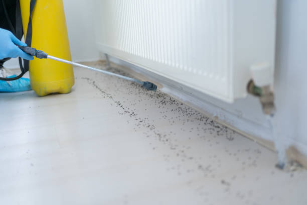 Best Affordable Pest Control Services  in Independence, LA